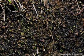 Attēlu rezultāti vaicājumam “Scorpidium scorpioides”