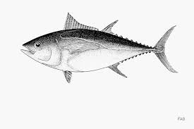 Image result for Thunnus obesus