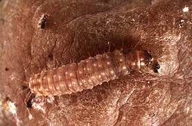 Attēlu rezultāti vaicājumam “Abraxas grossulariata larva”