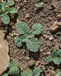 Image result for Marrubium vulgare