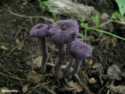 Attēlu rezultāti vaicājumam “Laccaria amethystina”