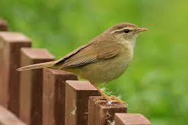 Image result for Phylloscopus schwarzi