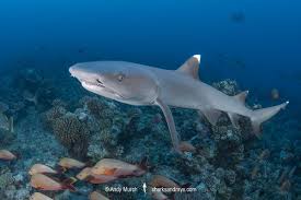 Image result for Triaenodon obesus