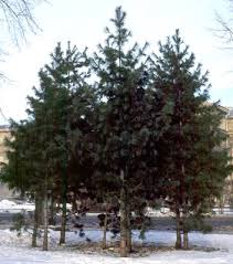 Attēlu rezultāti vaicājumam “Pinus sibirica”