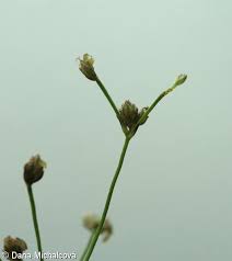 Attēlu rezultāti vaicājumam “Scirpus sylvaticus flower”
