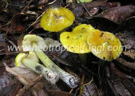 Attēlu rezultāti vaicājumam “Hygrocybe sp.”