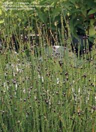 Attēlu rezultāti vaicājumam “Equisetum variegatum”