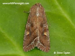 Attēlu rezultāti vaicājumam “Lacanobia oleracea”