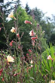 Image result for Oenothera odorata