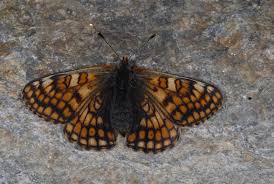 Attēlu rezultāti vaicājumam “Euphydryas maturna upperside”