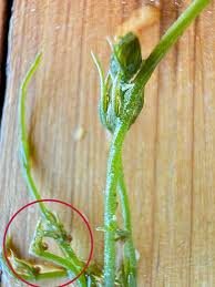 Attēlu rezultāti vaicājumam “Chara contraria”