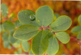 Attēlu rezultāti vaicājumam “Vaccinium uliginosum leaf”