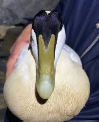 Attēlu rezultāti vaicājumam “Somateria mollissima juvenile”