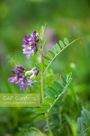 Attēlu rezultāti vaicājumam “Vicia sepium fruit”