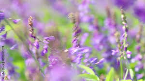 Attēlu rezultāti vaicājumam “Galega orientalis flower”