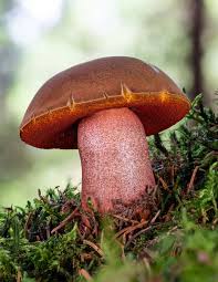 Attēlu rezultāti vaicājumam “Sutorius luridiformis”