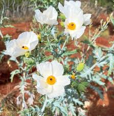 Attēlu rezultāti vaicājumam “Papaveraceae”