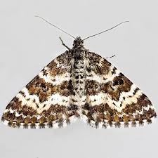 Attēlu rezultāti vaicājumam “Epirhoe tristata”