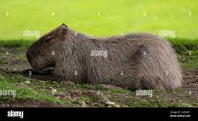 Attēlu rezultāti vaicājumam “Hydrochoerus hydrochaeris”