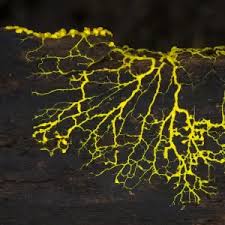 Attēlu rezultāti vaicājumam “Physarum psittacinum spores”