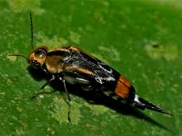 Attēlu rezultāti vaicājumam “Mordellidae”