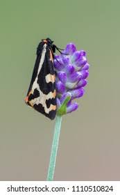 Attēlu rezultāti vaicājumam “Parasemia plantaginis”