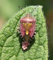 Attēlu rezultāti vaicājumam “Dolycoris baccarum”