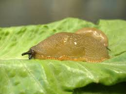 Attēlu rezultāti vaicājumam “Arion rufus”