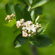 Attēlu rezultāti vaicājumam “Aronia melanocarpa flower”