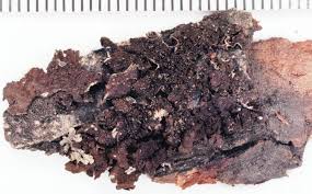 Attēlu rezultāti vaicājumam “Melanohalea exasperata”