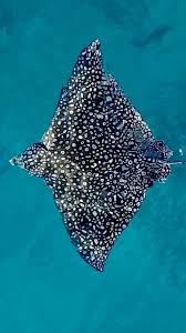 Image result for Aetobatus narinari