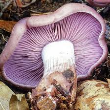 Attēlu rezultāti vaicājumam “Lepista nuda”