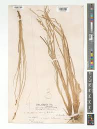 Attēlu rezultāti vaicājumam “Carex elongata”