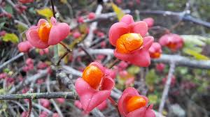 Attēlu rezultāti vaicājumam “Euonymus europaeus bud”