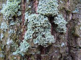 Attēlu rezultāti vaicājumam “Hypocenomyce scalaris”