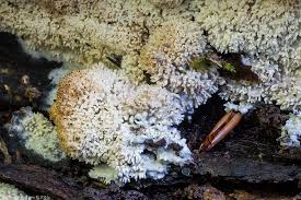 Attēlu rezultāti vaicājumam “Basidioradulum radula”