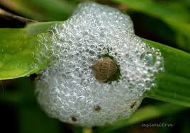 Attēlu rezultāti vaicājumam “Aphrophoridae nymph”