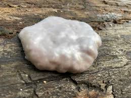 Attēlu rezultāti vaicājumam “Reticularia lycoperdon spores”