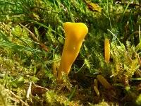 Attēlu rezultāti vaicājumam “Clavulinopsis helvola”