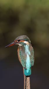 Attēlu rezultāti vaicājumam “Alcedo atthis”