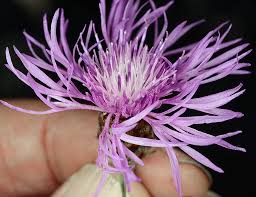 Attēlu rezultāti vaicājumam “Centaurea jacea”