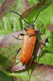 Attēlu rezultāti vaicājumam “Leptura rubra female”