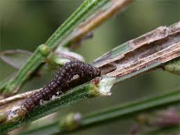 Attēlu rezultāti vaicājumam “Agonopterix ciliella imago”