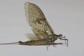 Attēlu rezultāti vaicājumam “Ephemera vulgata”