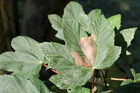Attēlu rezultāti vaicājumam “Acer pseudoplatanus leaf”
