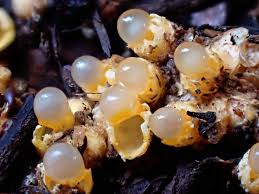 Attēlu rezultāti vaicājumam “Sphaerobolus stellatus”