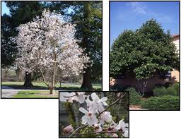 Attēlu rezultāti vaicājumam “Magnolia x loebneri”