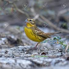 Image result for Emberiza aureola