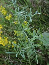Attēlu rezultāti vaicājumam “Centaurea stoebe bud”
