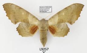 Attēlu rezultāti vaicājumam “Laothoe populi”